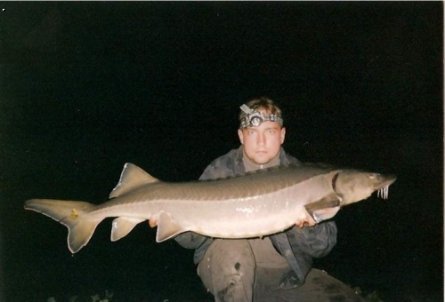 Jeseter 120cm - 15kg