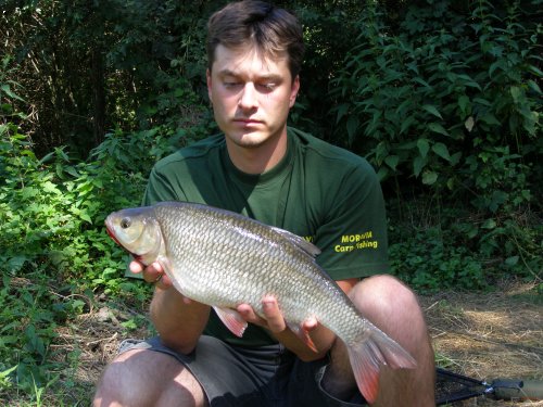 Jesen 51 cm
