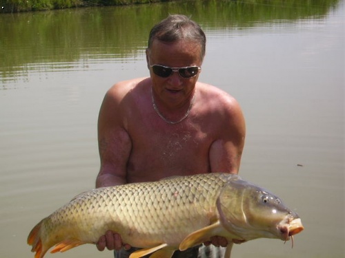 Kapr 95cm,13kg Mok��d