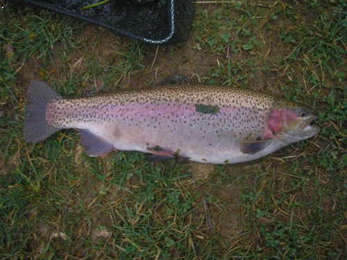 Duh�k 42cm