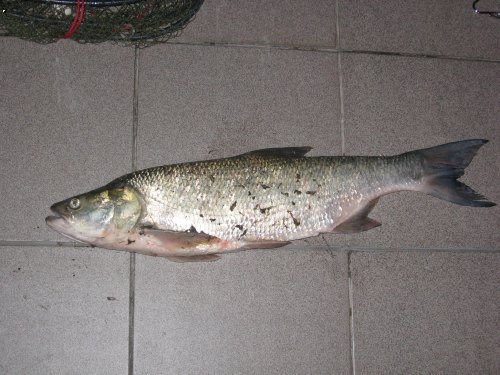 Bolen 62cm,3,30kg