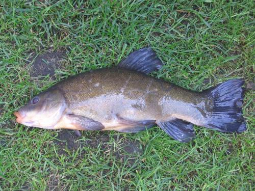 L�n obecn� 39cm,1,10kg