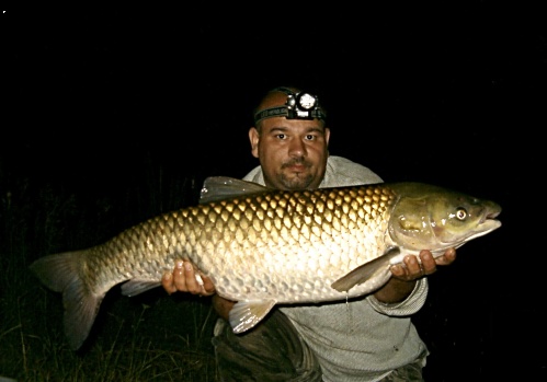 Labe amur 95cm 11kg