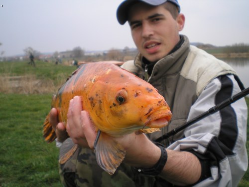 Koi