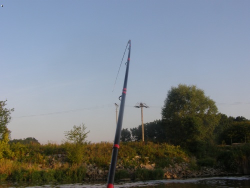 Catana medium