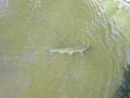 Tlou���k