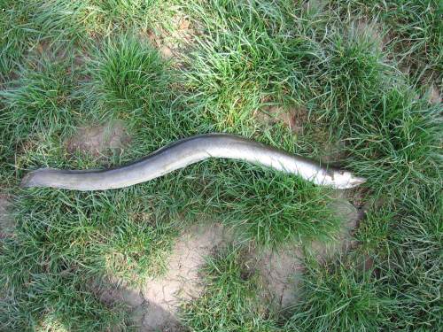 had 68cm