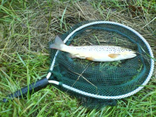 30ka na Salmo Hornet SDR 4cm