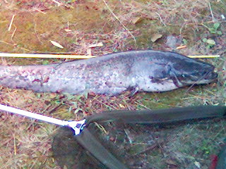 Sumec 105cm,12kg