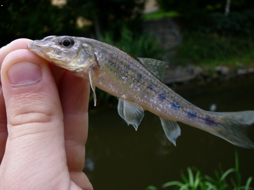 Hrouzek