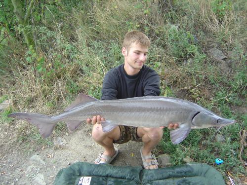 M�j osob��ek jesetera 134cm 14,5kg