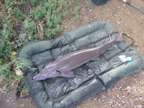Martinovo torp�do 131cm 15,5kg
