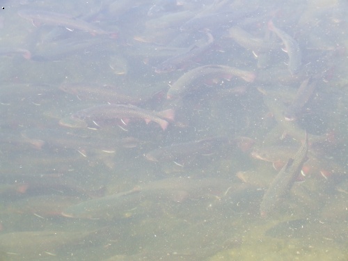 Genera�n� siveni