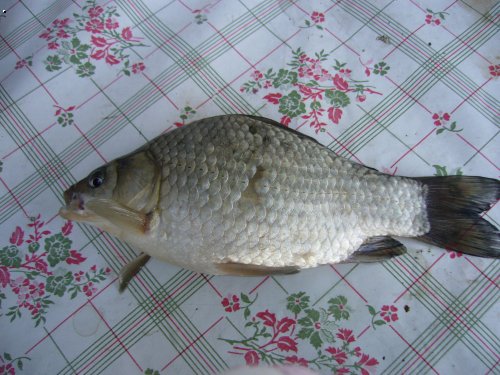 Karas st��b�it� 24cm, 270g