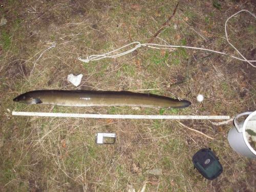 �ho� 82 cm 