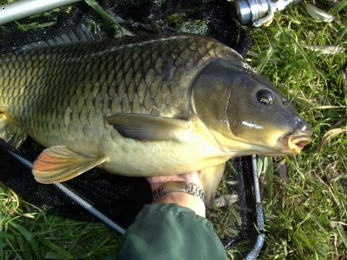 Kap��k 61cm na plava�ku