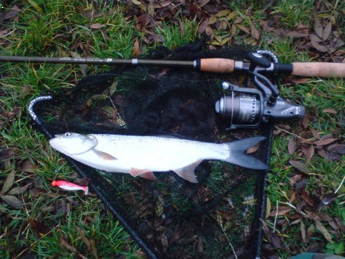 Bolen 42cm