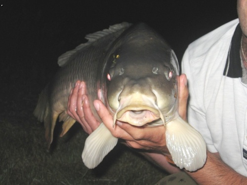 kapr 75cm-8,5kg