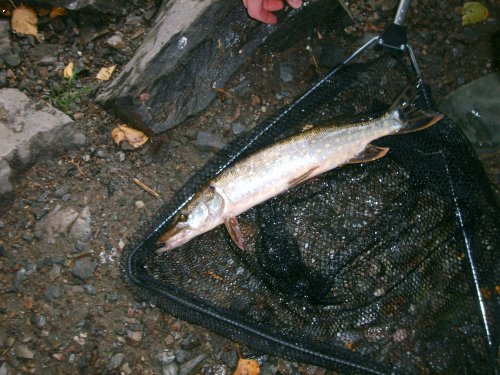 Stika 45cm