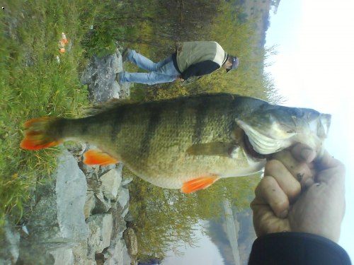 39 cm