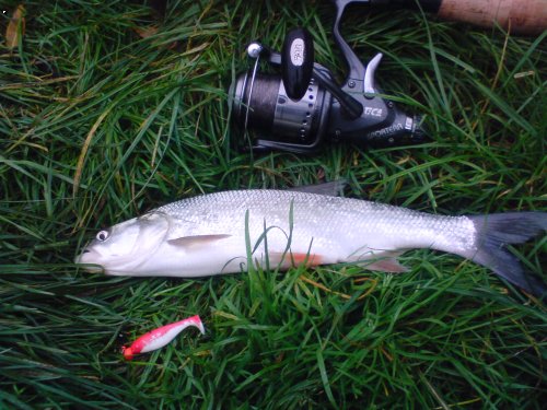 bolen 40 cm