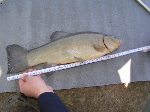 l�n 48cm