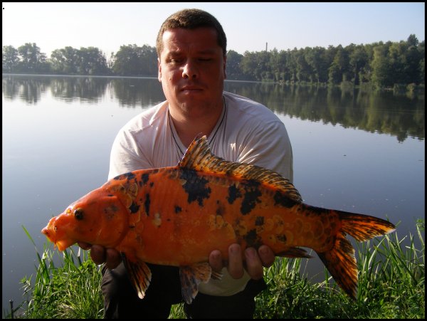 KOI 53 cm