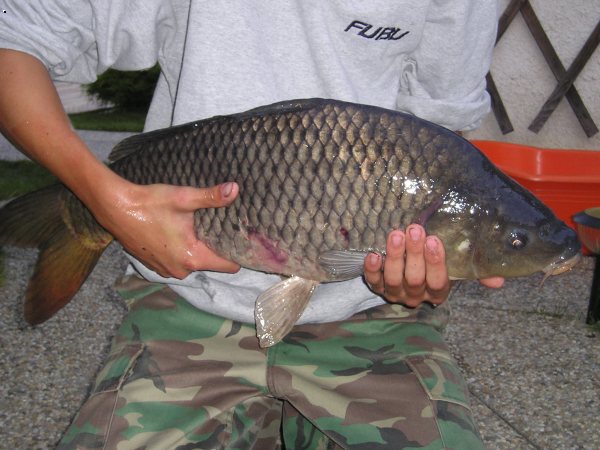 Kapr 70cm z bl�zka