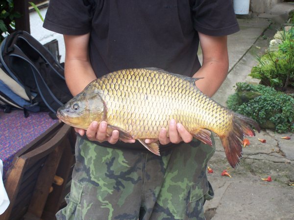 Kapr 58cm