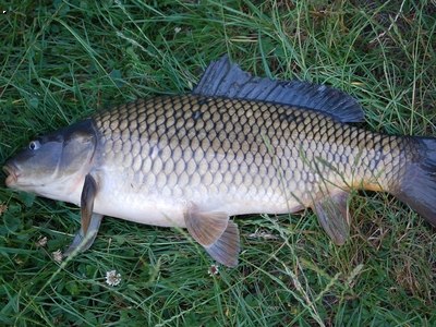 Kaprik