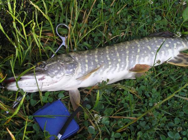 ��uka 52cm
