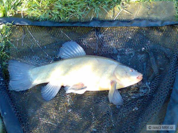 l�nek 48cm