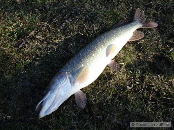 Pike 80 cm