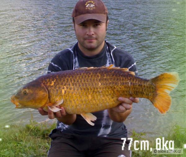 koi-kapr 77cm, 8kg