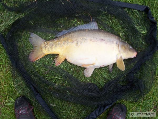 Berounka 72cm a 9kg