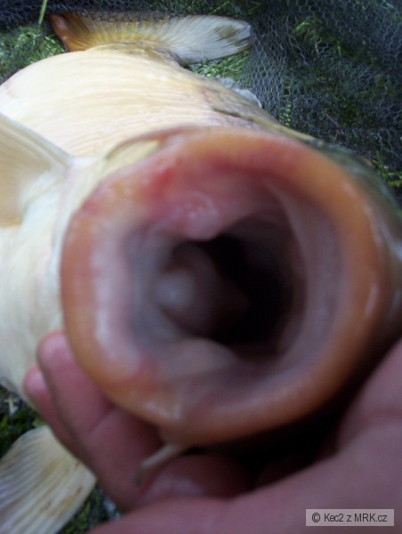 dr��k na fla�ku :-)