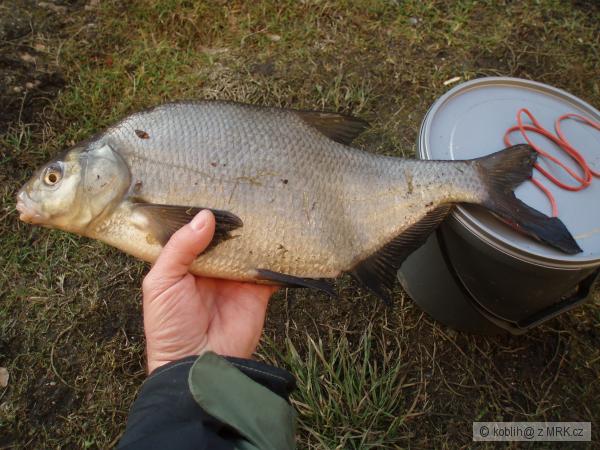 Oh�e   47cm.