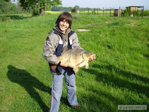 Kapr 60 cm Tlust�