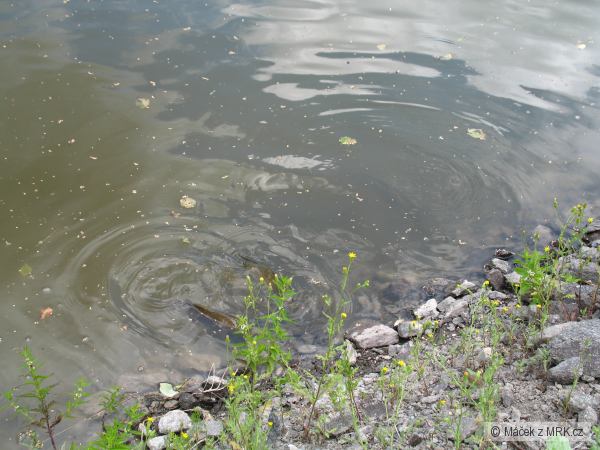Kap��ci hledaj� n�co na zub