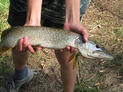 ��uka 53 cm