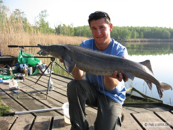 Dal�� kr�sn� Jeseter