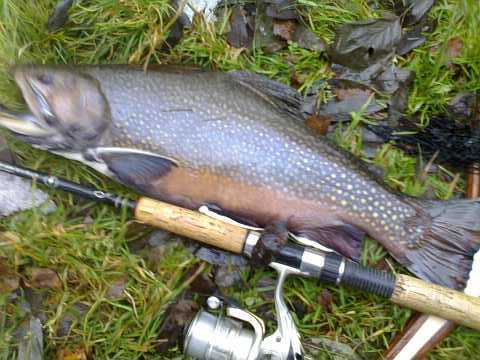 Siven 50cm