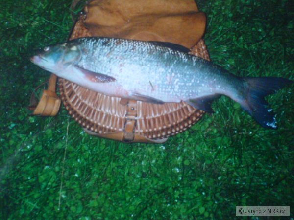 Bolen 75cm na mouchu
