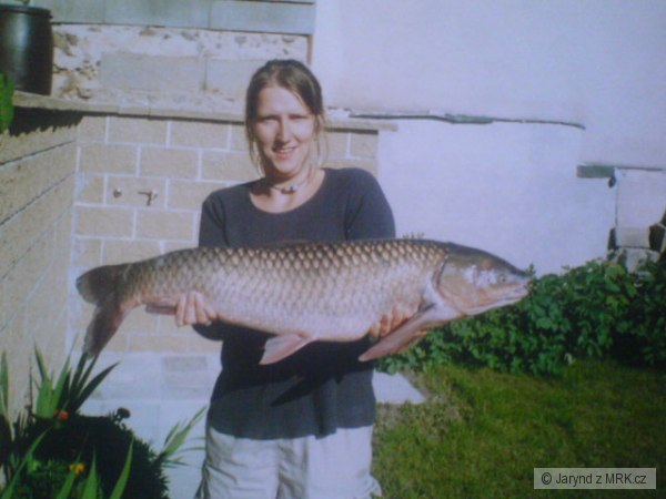 Amur 87cm