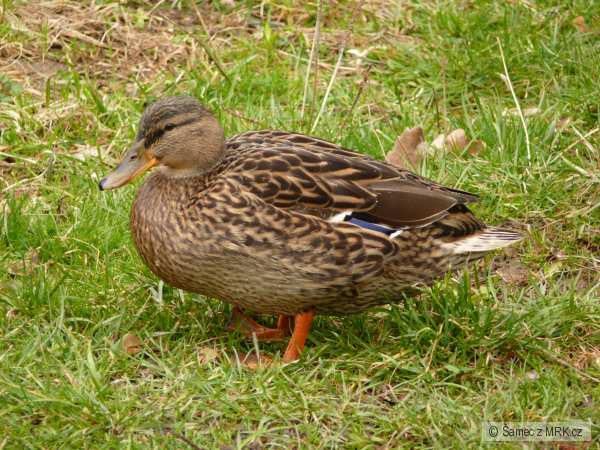 L��e�sk� ���ka 21.3.2008