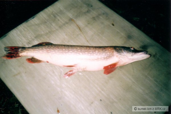 �tika obecn� 78cm
