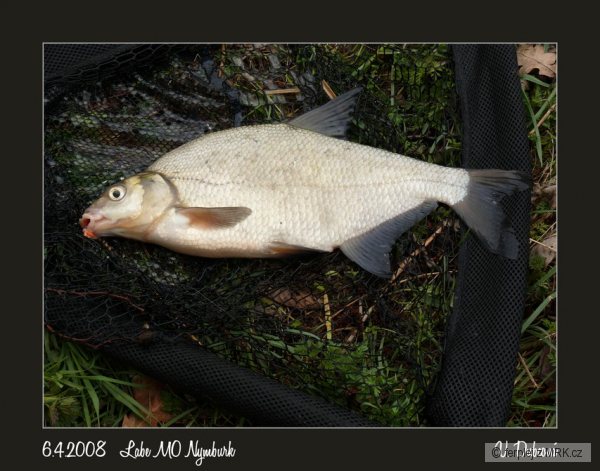 Labe MO Nymburk 6.4.2008