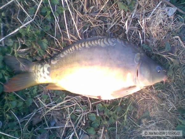Dal�� kap��k 50cm