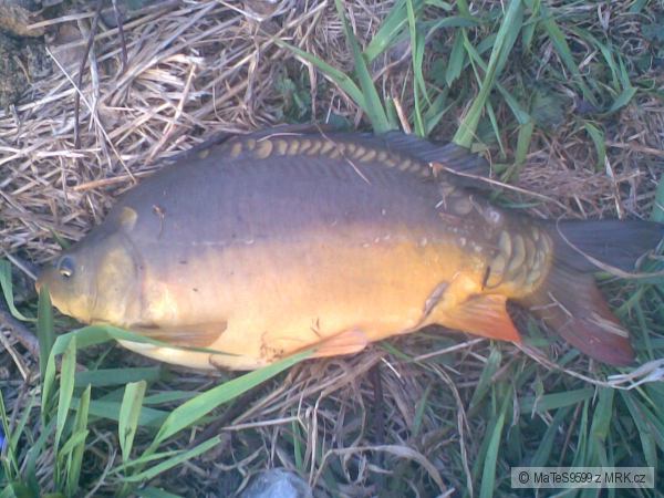 Karp�k 53cm