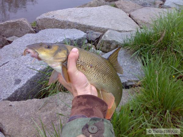 Parmicka